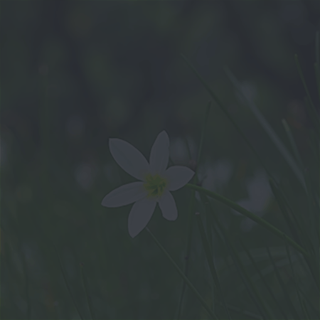 Lilies blowing in the wind